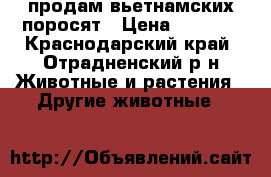 продам вьетнамских поросят › Цена ­ 1 700 - Краснодарский край, Отрадненский р-н Животные и растения » Другие животные   